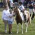 Meridian Equine Wraps Its MTHJA Summer Show Series